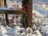 Winter Rose Hips